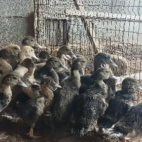 indawutga ördek jüjesi