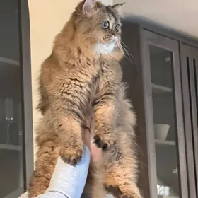 кот шотландский