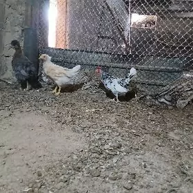 GIGANT LEGORIN KARLIK