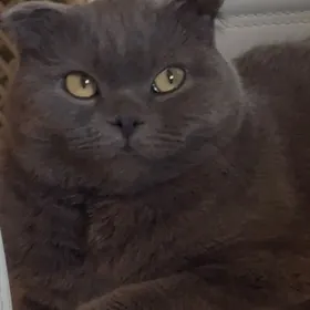 кот шотландец