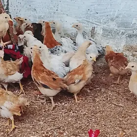 2 aýlyk jüýje yerli paroda