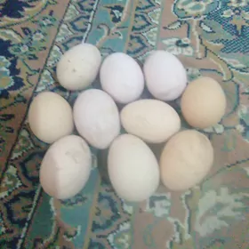 Brama tawuguñ ýymyrtgasy