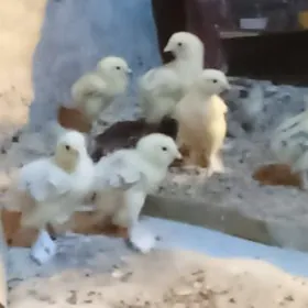 балгар жужелер