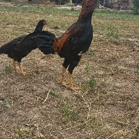 Baysow horaz we makisi