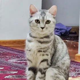 Svidanya paroda wislouhy gerek