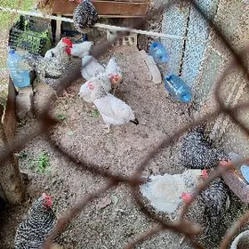 дайов товуклар 13 санак маки