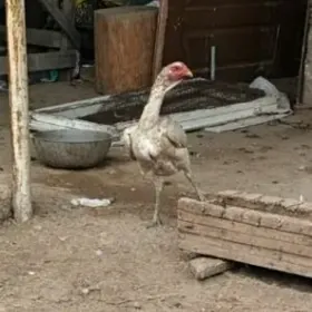 TOWUK MAKI BAYES TAŞKENT HOROZ