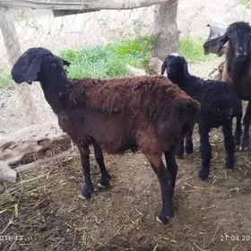 guzuly goyun gysyr goyun.