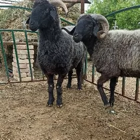 Semiz GoçgaSemiz Goçkarlar