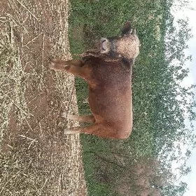 окуз öküz okuz