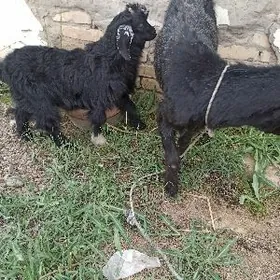 Owlakly geçi we Guzy