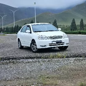 HALIJI COROLLA MORDA