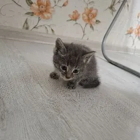 pisik pişik котёнок