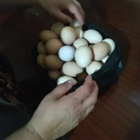 Товук юмуртга