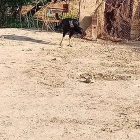 baýkos horaz bilen towuk