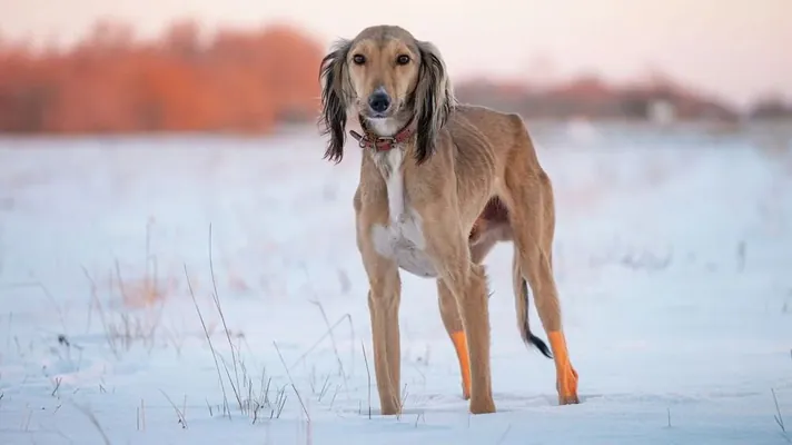 В Казахстане учредили новый праздник — День тазы и тобета