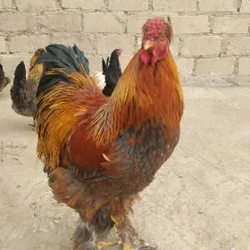 Хороз брама