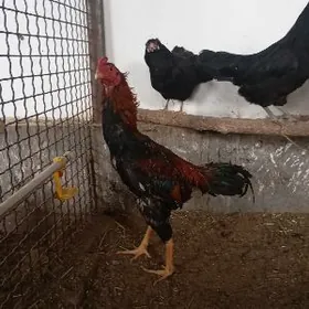 Байцовы хораз