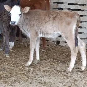 simental öküz tuwe