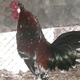 карлик хораз товук