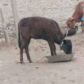 хожек унажын