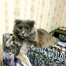 веслоухая девочка