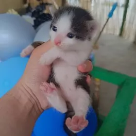 pishik котёнок