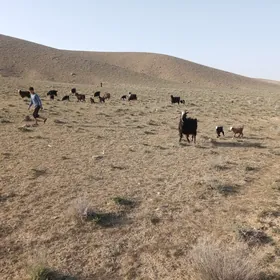 Экиз овлаклы гечи