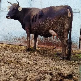 Şiwit Tohum Gölely sygyr