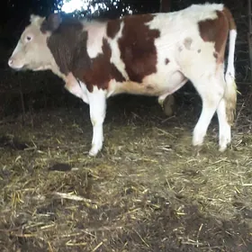 Тохум окузлер.