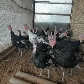 indýuk horaz 5-6 aýlyk jüýjele