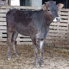 arginal śwes tuwe okuz