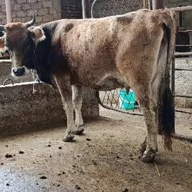 Голели сыгыр