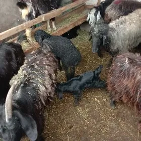 Owlakly bogaz geci goyyn guzul