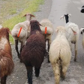 gysyr beyik goyunlar