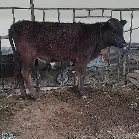 arassa gibirt öküz