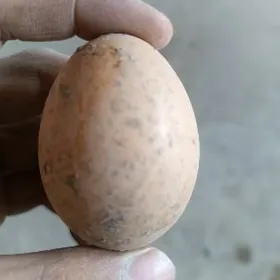 Paroda towuk yumurtga