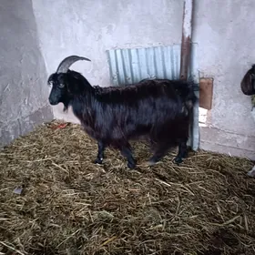 owlakly geci we serkeler