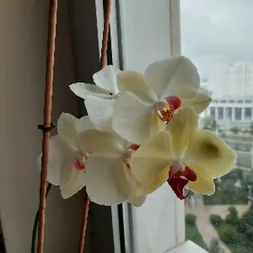 Орхидея