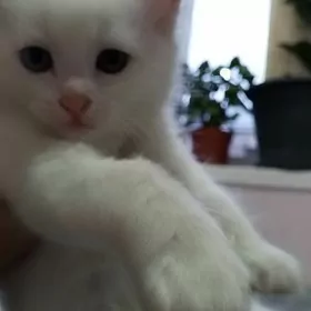 ПРОДАЮТСЯ КОТЯТА СРОЧНО!!!!