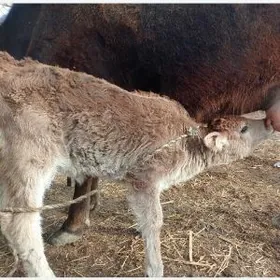 Таналы сыгыр