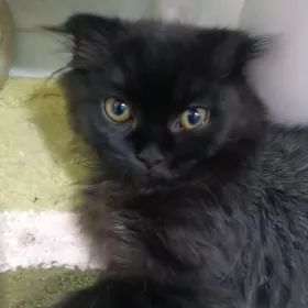 Шотландский котёнок