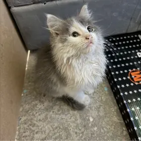 котенок pisik