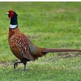 ýabany towugyn ýumurgasy.яйца