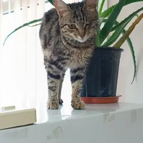 Молодая кошечка ️