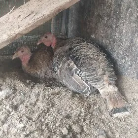 Induk kürkän induk