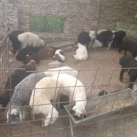 gisar tohumlyk guzylar