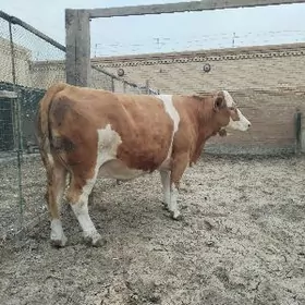 Сементал сыгыр