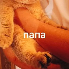 Шотландский вислоухий