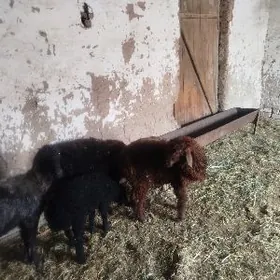 Berre toklylar we guzyly goýyn